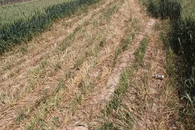 擎川輸送帶支持捍衛(wèi)糧食安全，對毀麥現象說不